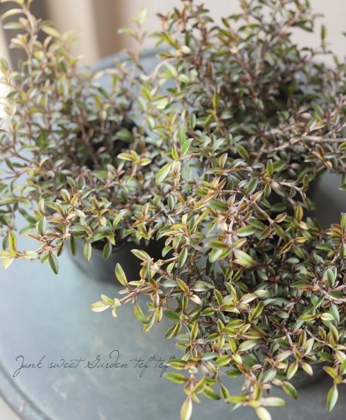 ���ץ����ޡ��إ�������ء����� �إ�������إ�����