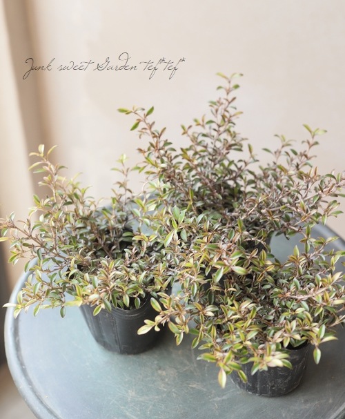 ���ץ����ޡ��إ�������ء����� �إ�������إ�����