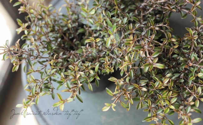 ���ץ����ޡ��إ�������ء����� �إ�������إ�����