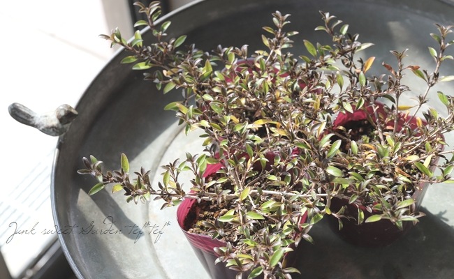 ���ץ����ޡ��إ�������ء����� �إ�������إ�����