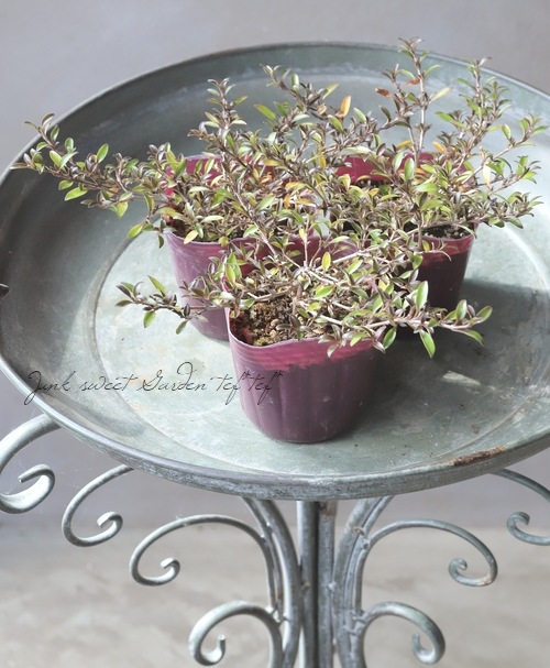 ���ץ����ޡ��إ�������ء����� �إ�������إ�����