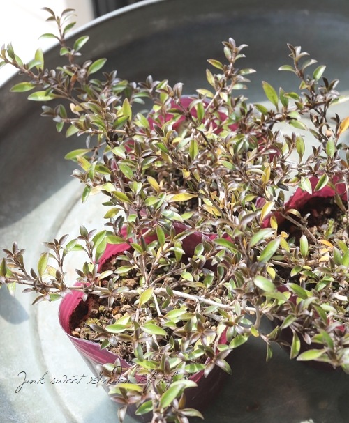 ���ץ����ޡ��إ�������ء����� �إ�������إ�����