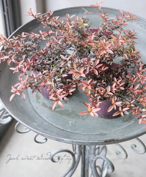 ���ץ����ޡ��إ�������ء����� �إ�������إ�����