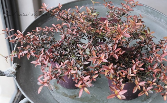 ���ץ����ޡ��إ�������ء����� �إ�������إ�����