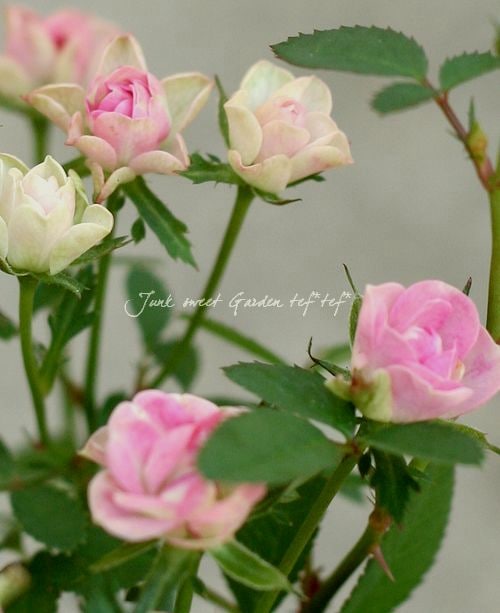 ミサキ様専用」切り花品種バラ苗 レアバラ 2点 バラ 苗 切り花品種