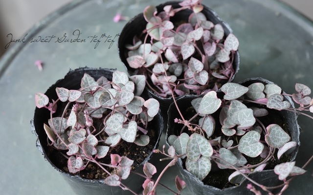 多肉植物✿ハートカズラ 多肉植物】 斑入りハートカズラ セロペギア 『レディハート