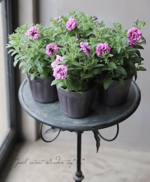 ペチュニア 『アメジストベイン』 八重咲き | すべての商品 | | Junk