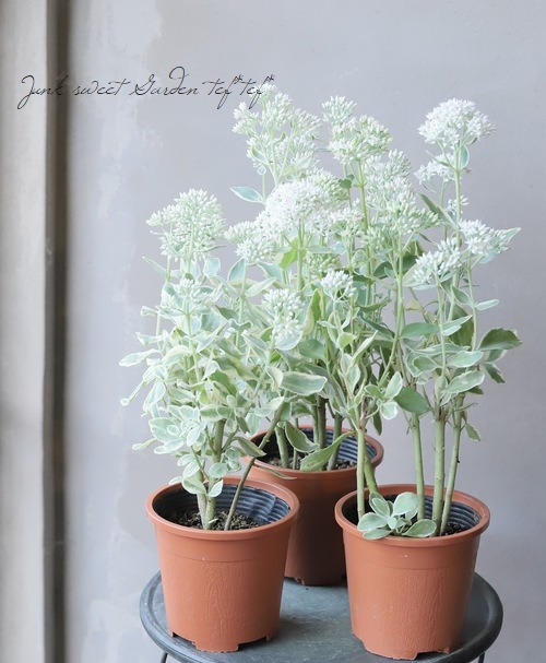 多肉植物 斑入りベンケイソウ フロスティモーン セダム すべての商品 Junk Sweet Garden Tef Tef