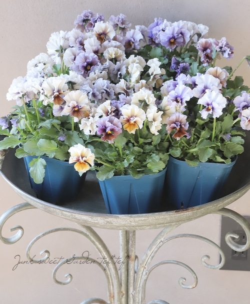 origaさま　ＮＬ３♥ サトウ園芸ヌーヴェルヴァーグ　アクアレール ♥超希少 ○佐藤さん育種・個性派ビオラ・ヌーヴェルヴァーグ 『アクアレール