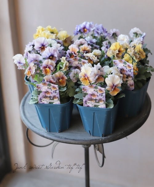 origa さま　ＮＬ２♥ サトウ園芸ヌーヴェルヴァーグ　アクアレール ♥超希少 ○佐藤さん育種・個性派ビオラ・ヌーヴェルヴァーグ 『アクアレール