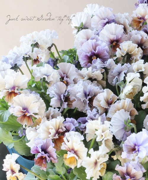 ○佐藤さん育種・個性派ビオラ・ヌーヴェルヴァーグ 『アクアレール