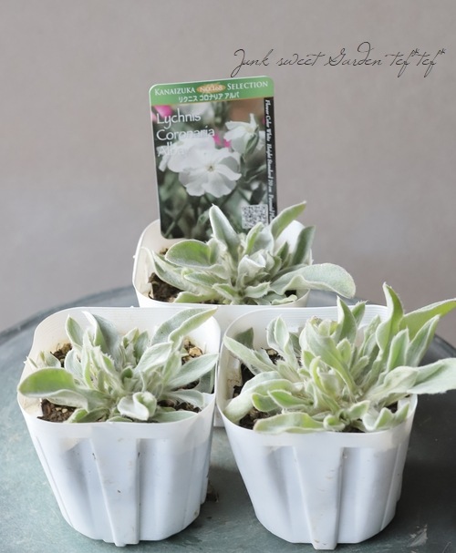 【グリーンリリアルプ】　【ブラックリリー】【スノーホワイトプラチナシルバー】 リクニス・コロナリア 『アルバ』 | すべての商品 | | Junk sweet