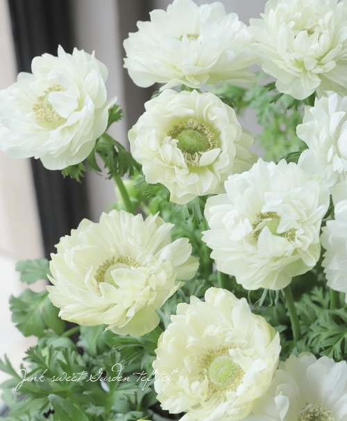 2年物！PREMIUM】 アネモネ・ポルト 『ダブルホワイト』 | すべての