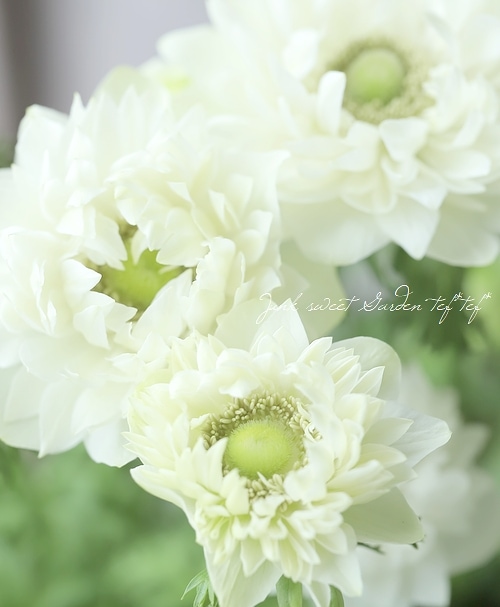 2年物！PREMIUM】 アネモネ・ポルト 『ダブルホワイト』 | すべての