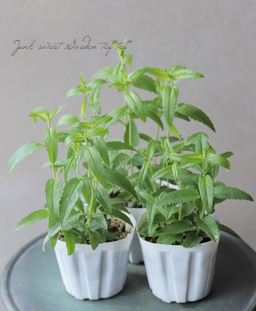 �ɺ��٥��˥����إ��󥮥ե��ꥢ������С�