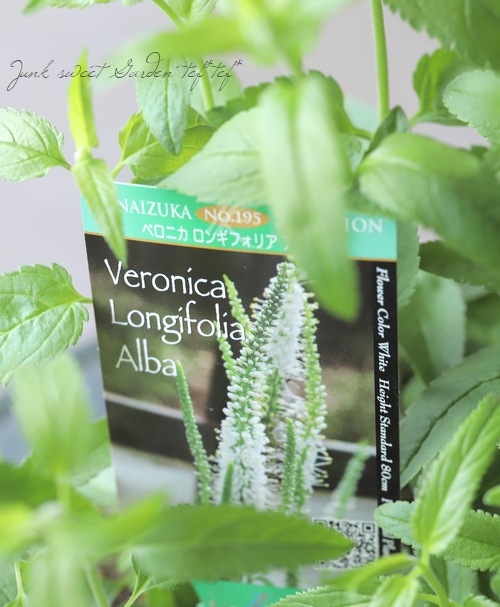 �ɺ��٥��˥����إ��󥮥ե��ꥢ������С�