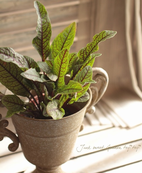 ���å������إ֥�åǥ��ɥå���