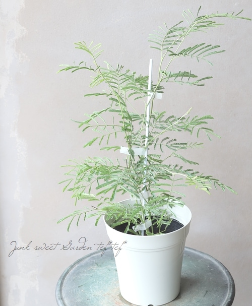 四季咲きアカシア 『DEANEI -デアネイ-』 ディーンズワトル | すべての