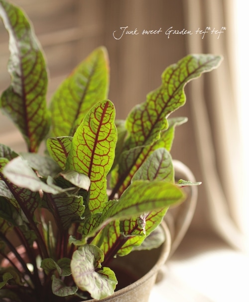 ���å������إ֥�åǥ��ɥå���