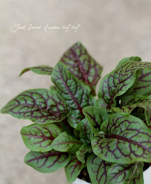 ���å������إ֥�åǥ��ɥå���