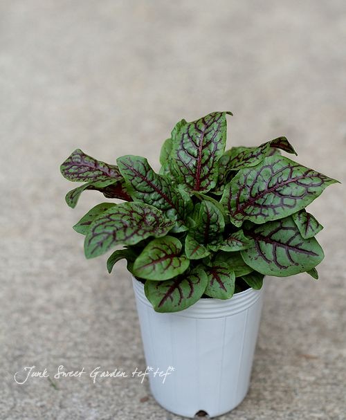 ���å������إ֥�åǥ��ɥå���