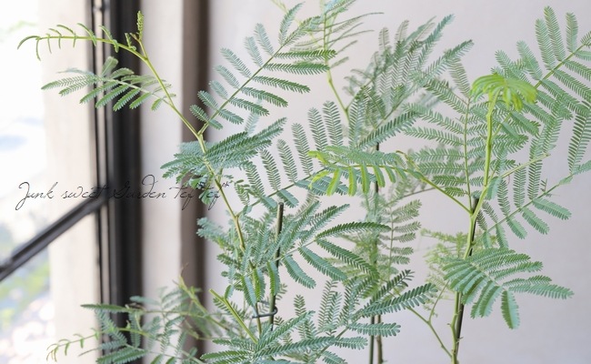 四季咲きアカシア 『DEANEI -デアネイ-』 ディーンズワトル | すべての