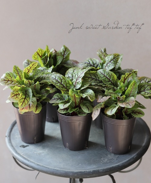 ���å������إ֥�åǥ��ɥå���