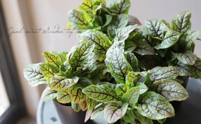 ���å������إ֥�åǥ��ɥå���