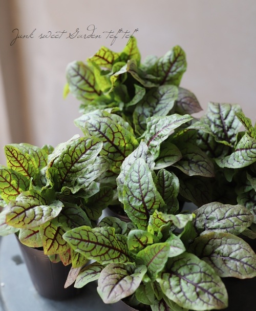 ���å������إ֥�åǥ��ɥå���