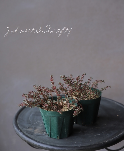 ピレア 『セルフィラセア・グロボーサ』 露鏡 | botanical green