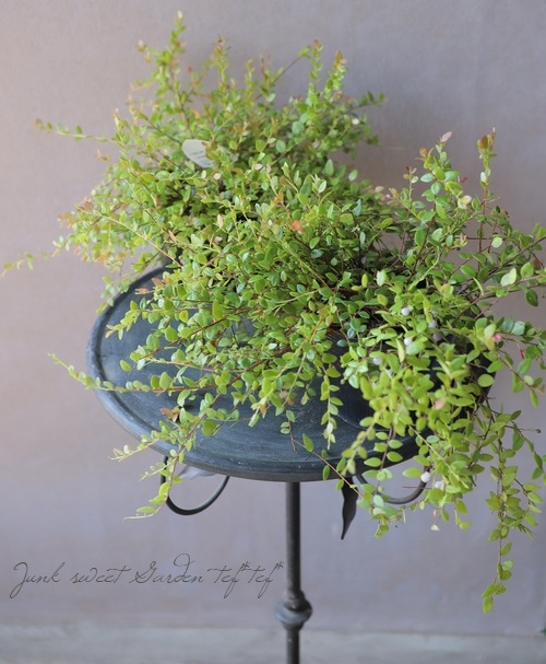 希少 真珠こけもも すべての商品 Junk Sweet Garden Tef Tef