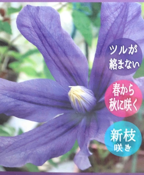 クレマチス・インテグリフォリア系 『サムシングブルー』 | すべての