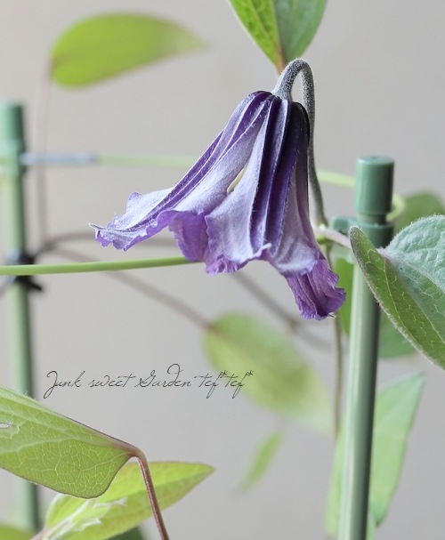 クレマチス・インテグリフォリア系 『サムシングブルー』 | すべての