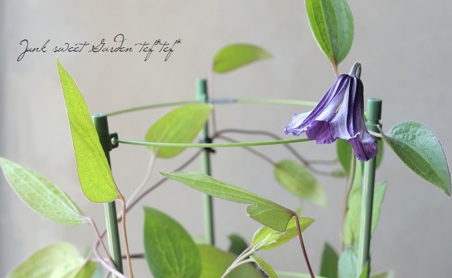 クレマチス・インテグリフォリア系 『サムシングブルー』 | すべての