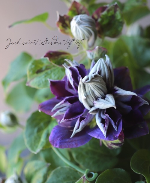 八重咲きクレマチス 『新紫玉 -シンシギョク-』 | すべての商品