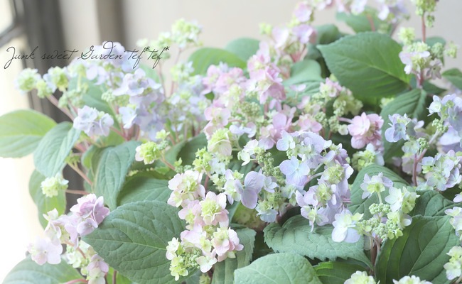吉岡麗子さん】山紫陽花『九重麗華』ぽじさい | Flower Species