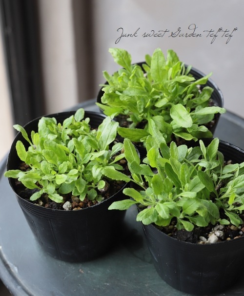 �٥��˥����إ�ˡ����٥��ӡ��١��ۥ磻�ȡ�