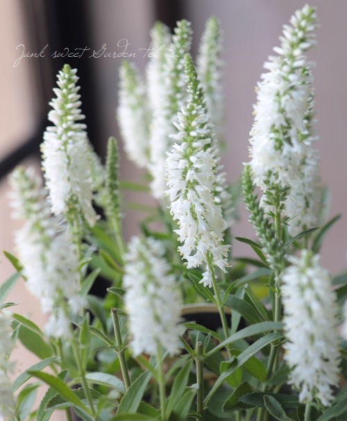 �٥��˥����إ�ˡ����٥��ӡ��١��ۥ磻�ȡ�