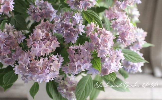 夏☀︎SALE！ユーカリと紫陽花のラベンダーカラーハーフリース　バラプルモルサ 夏☀︎SALE！ユーカリと紫陽花のラベンダーカラーハーフリース