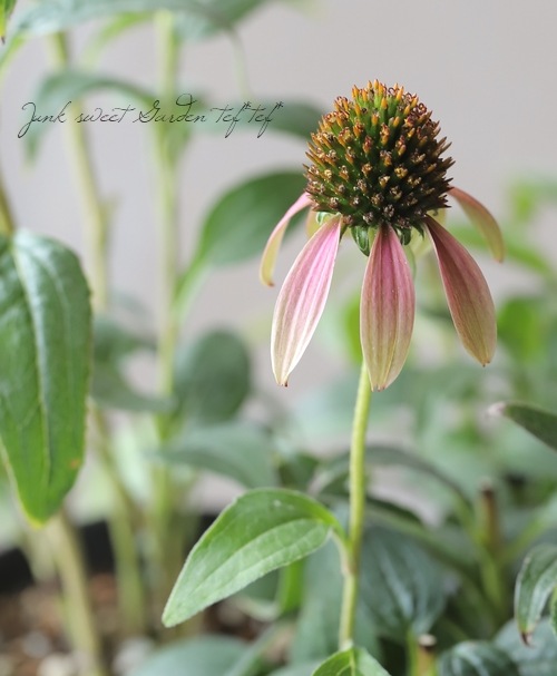 エキナセア グリーンエンビー すべての商品 Junk Sweet Garden Tef Tef