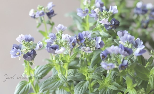 �ɺ��ͥ᥷�����᡼�ƥ� �إߥåɥʥ��ȥ֥롼��