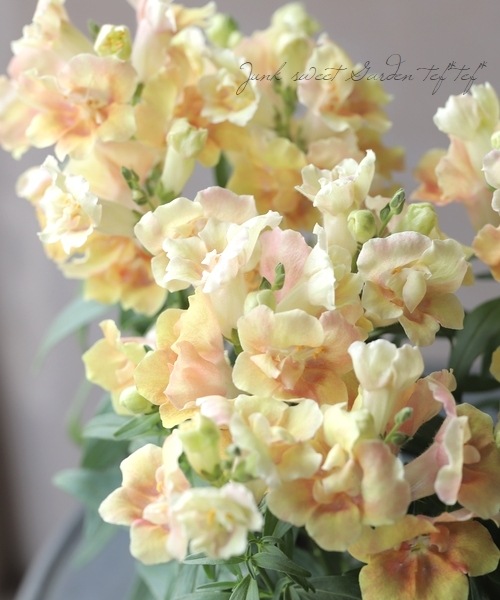 Ȭ�ź餭���󥮥祽�����ȥ����ˡ� �إԡ�����