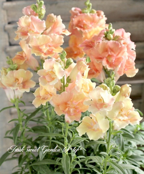 Ȭ�ź餭���󥮥祽�����ȥ����ˡ� �إԡ�����