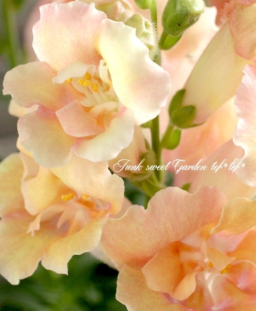 Ȭ�ź餭���󥮥祽�����ȥ����ˡ� �إԡ�����