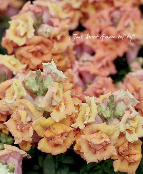 Ȭ�ź餭���󥮥祽�����ȥ����ˡ� �إԡ�����