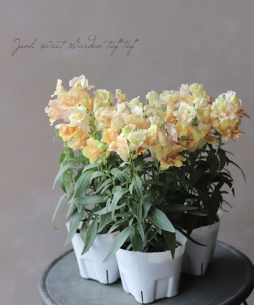 Ȭ�ź餭���󥮥祽�����ȥ����ˡ� �إԡ�����