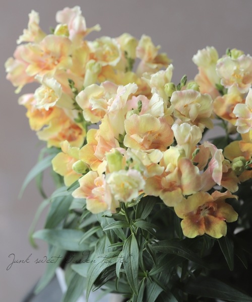 Ȭ�ź餭���󥮥祽�����ȥ����ˡ� �إԡ�����