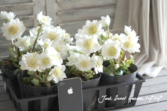 八重咲きクリスマスローズ 『ニゲルダブル』 白花 | すべての商品