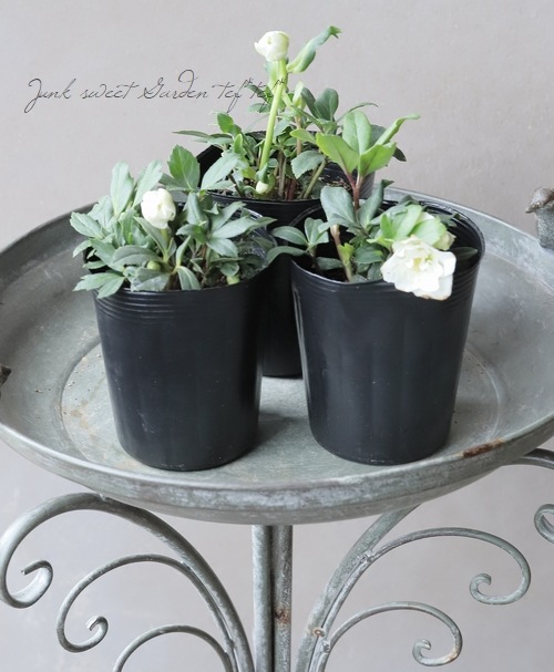 Ȭ�ź餭���ꥹ�ޥ������� �إ˥�����֥�� ���