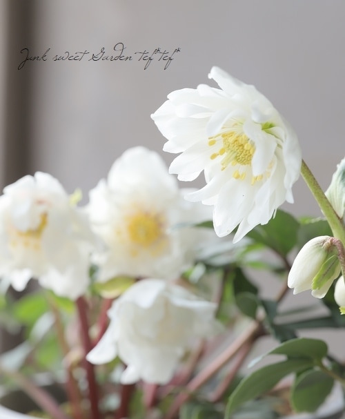 八重咲きクリスマスローズ 『ニゲルダブル』 白花 | すべての商品